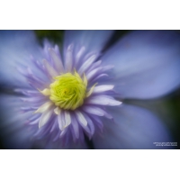 Lensbaby Macro Kit