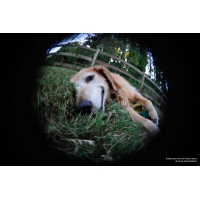 Lensbaby Fisheye Optik